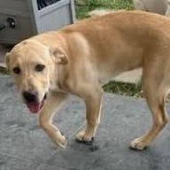 Sandy -  Labrador Retriever Dog for Adoption in Calverton, New York - Sandy | PetCurious