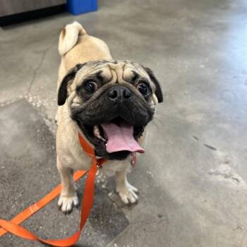 Oreo 1 -  Pug Dog for Adoption in Tampa, Florida - Oreo 1 | PetCurious