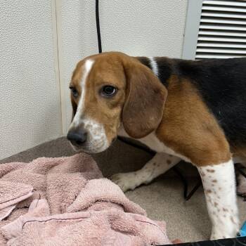 Tucker -  Beagle Dog for Adoption in Northbrook, Illinois - Tucker | PetCurious
