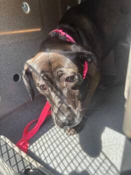 Angel -  Labrador Retriever and Hound Dog for Adoption in Bloomington, Indiana - Angel | PetCurious