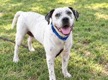 Dino Sprinkled Donut -  Pointer and Pit Bull Terrier Dog for Adoption in Friendswood, Texas - Dino Sprinkled Donut | PetCurious