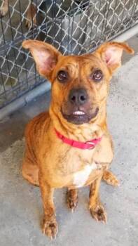 Rescue Boxer and American Staffordshire Terrier Dogs for Adoption in Los Angeles, California - Avia~ Dainty Cuddle Bug | PetCurious