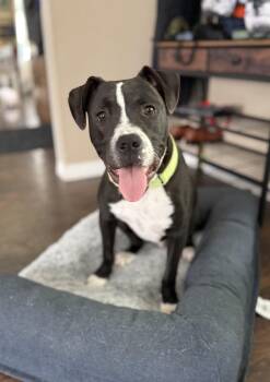Nestor -  Boxer and Pit Bull Terrier Dog for Adoption in Oswego, Illinois - Nestor | PetCurious