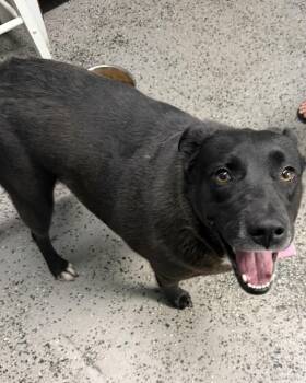 Roxy -  Border Collie Dog for Adoption in Junction City, Kentucky - Roxy | PetCurious