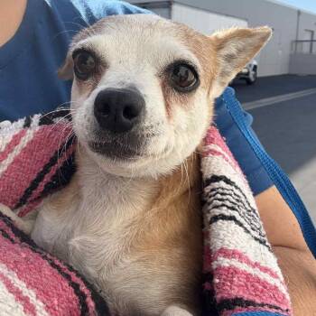Rescue Chihuahua Dogs for Adoption in Chino Hills, California - Calista(29) - Claremont Location | PetCurious
