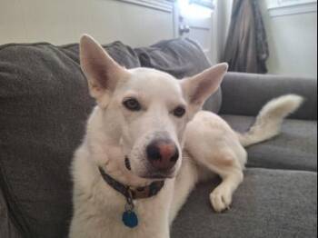 Lily -  Siberian Husky and German Shepherd Dog Dog for Adoption in Liverpool, Texas - Lily | PetCurious