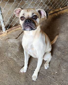 Daisy -  Puggle Dog for Adoption in Liberty Center, Ohio - Daisy | PetCurious
