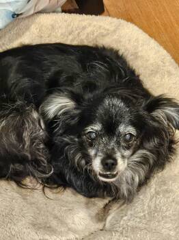 Rescue Mixed Breed Dogs for Adoption in Huntington Beach, California - Shadow | PetCurious