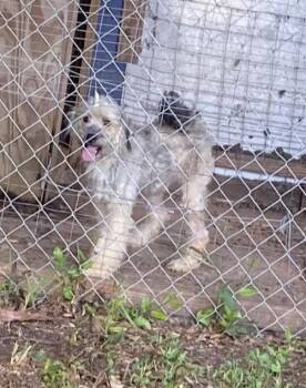 Rescue Poodle Dogs for Adoption in Gainesville, Virginia - Shaggy | PetCurious
