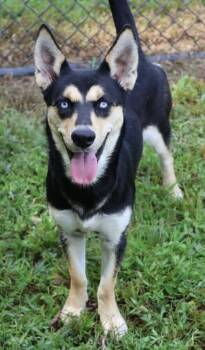 Rescue Australian Kelpie and Husky Dogs for Adoption in Washington, District Of Columbia - Cleopatra | PetCurious