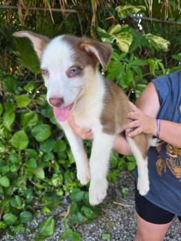 Husky Dogs Available for Adoption in Miami, Florida - Doogie | PetCurious