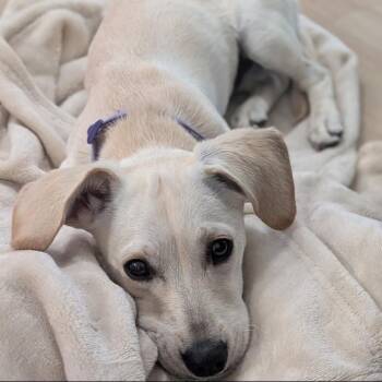 CT Biscuit -  Dachshund and Mixed Breed Dog for Adoption in Stormville, New York - CT Biscuit | PetCurious