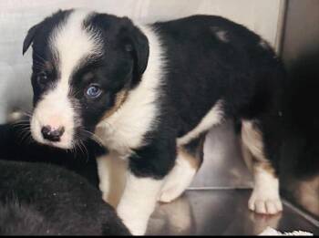 Violet -  Border Collie and Cattle Dog Dog Available for Adoption in Millcreek, Utah - Violet | PetCurious