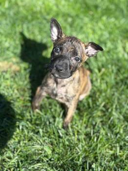 Terrier Dogs Available for Adoption in Warsaw, Indiana - Boomer | PetCurious