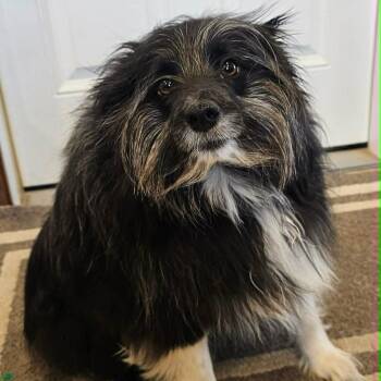 Oreo  -  Border Collie Dog Available for Adoption in Sparta, Wisconsin - Oreo  | PetCurious