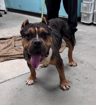 Kevin -  American Bully Dog Available for Adoption in Urbana, Illinois - Kevin | PetCurious