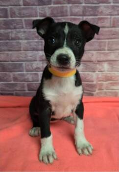 Indigo -  Pit Bull Terrier Dog for Adoption in Sedalia, Colorado - Indigo | PetCurious