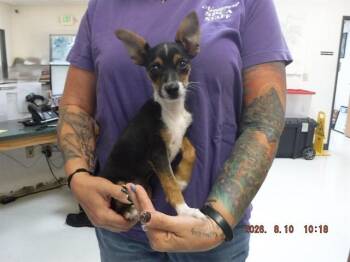 LOKI -  Parson Russell Terrier and Mixed Breed Dog for Adoption in Oroville, California - LOKI | PetCurious