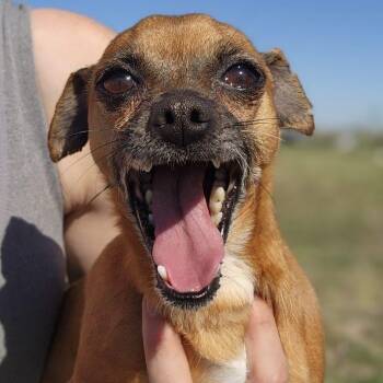 Chihuahua Dogs Available for Adoption - Douglas | PetCurious