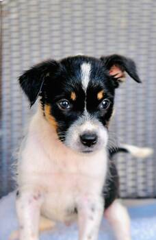 Piglet -  Border Collie and Labrador Retriever Dog for Adoption in San Diego, California - Piglet | PetCurious