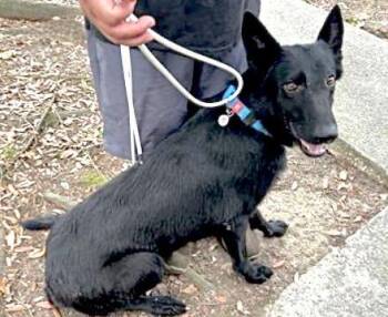 German Shepherd Dog Dogs Available for Adoption in Houston, Texas - A654986 | PetCurious