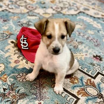 Theo -  Jack Russell Terrier and Brussels Griffon Dog for Adoption - Theo | PetCurious