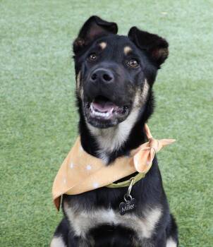 Shepherd Dogs Available for Adoption in Fort Worth, Texas - Roger | PetCurious