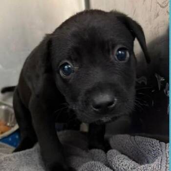 Beans -  Mixed Breed Dog for Adoption - Beans | PetCurious