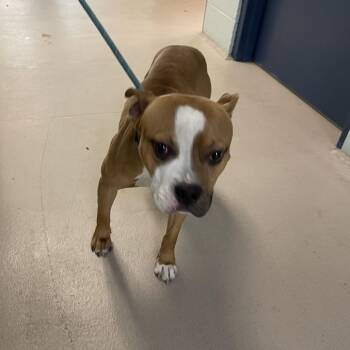 Willy -  Mixed Breed Dog for Adoption in Newark, New Jersey - Willy | PetCurious