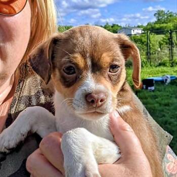 Snickers (20260609-06) -  Beagle Dog for Adoption in Niagara Falls, Ontario - Snickers (20260609-06) | PetCurious