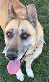 Rescue Shepherd Dogs for Adoption in La Honda, California - Cherokee ASAP! | PetCurious