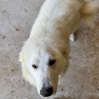Willow -  Great Pyrenees Dog for Adoption in Birmingham, Alabama - Willow | PetCurious