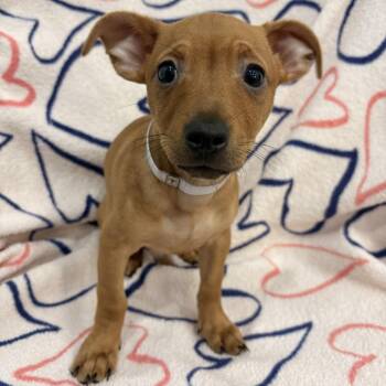 Dachshund and Chihuahua Dogs Available for Adoption in Long Beach, California - Aspen | PetCurious
