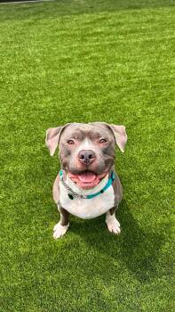 Petit Stewart -  American Bully Dog for Adoption in Delson, Quebec - Petit Stewart | PetCurious