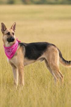 German Shepherd Dog Dogs Available for Adoption - RORY GS  | PetCurious