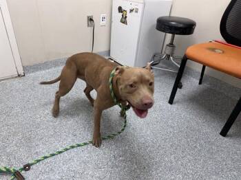 RU -  Pit Bull Terrier Dog for Adoption in Rowlett, Texas - RU | PetCurious