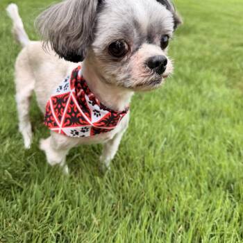 Milo -  Shih Tzu Dog for Adoption in Thornwood, New York - Milo | PetCurious