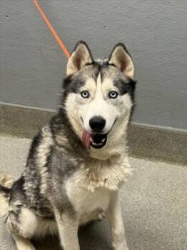 Rescue Siberian Husky Dogs for Adoption in Las Vegas, Nevada - STAN | PetCurious