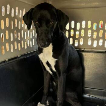 Mixed Breed Dogs Available for Adoption - Selena | PetCurious