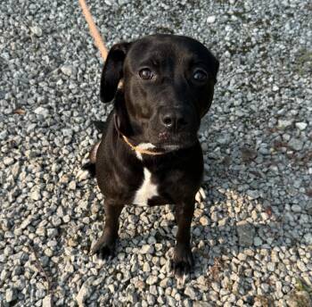Carmen -  Black Labrador Retriever Dog for Adoption in Youngstown, Ohio - Carmen | PetCurious