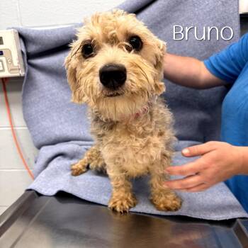 Bruno -  Schnauzer and Poodle Dog for Adoption in Parkersburg, West Virginia - Bruno | PetCurious