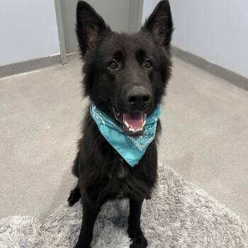 Jon Snow -  German Shepherd Dog Dog for Adoption in Canal Winchester, Ohio - Jon Snow | PetCurious