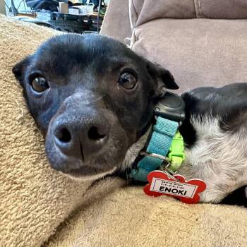 Chihuahua Dogs Available for Adoption - Enoki | PetCurious