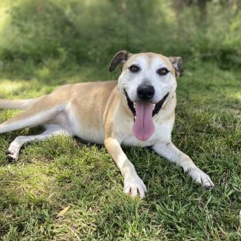 Dixie* -  Shepherd Dog for Adoption in San Gabriel, California - Dixie* | PetCurious