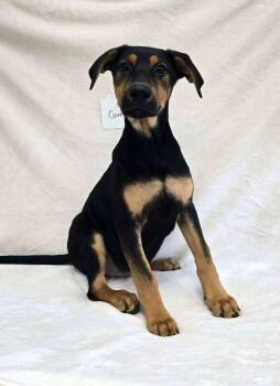 Counsel -  Doberman Pinscher Dog for Adoption in Othello, Washington - Counsel | PetCurious