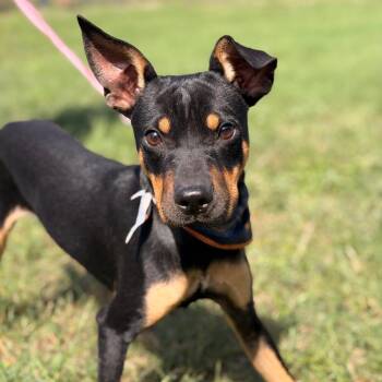 Harvard -  Terrier and Mixed Breed Dog for Adoption in San Antonio, Texas - Harvard | PetCurious