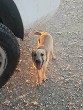 Australian Cattle Dog Blue Heeler Dogs Available for Adoption in Uxbridge, Massachusetts - Erica | PetCurious