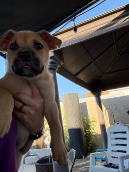 Froilán -  German Shepherd Dog and English Bulldog Dog for Adoption in Lakewood, California - Froilán | PetCurious