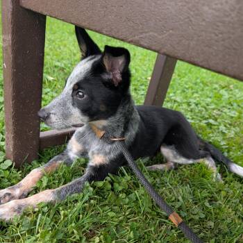191987 Sam -  Cattle Dog Dog for Adoption in Ravenna, Ohio - 191987 Sam | PetCurious