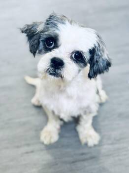 Rescue Shih Tzu Dogs for Adoption in Sylvania, Georgia - Vieno | PetCurious